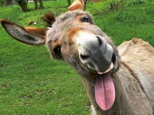 Hans Teeuwen de man van de lach – 2