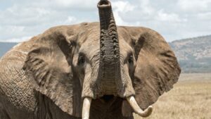 Stan Rams Olifanten Polka Elefant Dance