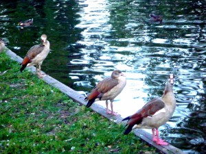 Bird trio   Amsterdam Vondelpa juli  Stan Rams 2009 028
