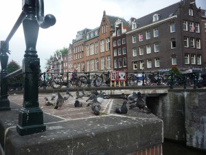 Vredes Duifjes bij Haarlemmerstraat Amsterdam  2015