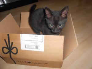 Swiebert Beauty Cat Box