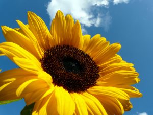 The Future is Yours  - Summertime Improvisation by  Stan Rams